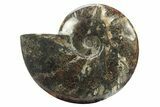 Polished Fossil Ammonite (Cleoniceras) - Madagascar #234615-1